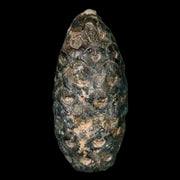 1.3 Fossil Pine Cone Equicalastrobus Replaced By Agate Eocene Age Seeds Fruit