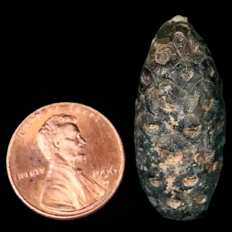 1.3 Fossil Pine Cone Equicalastrobus Replaced By Agate Eocene Age Seeds Fruit - Fossil Age Minerals