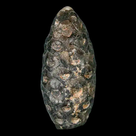 1.3 Fossil Pine Cone Equicalastrobus Replaced By Agate Eocene Age Seeds Fruit