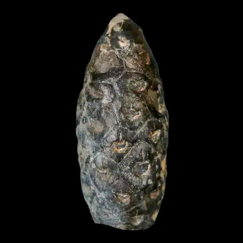 1.3 Fossil Pine Cone Equicalastrobus Replaced By Agate Eocene Age Seeds Fruit - Fossil Age Minerals