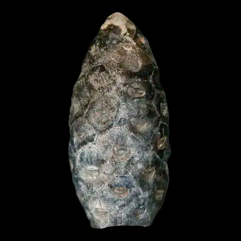 1.3 Fossil Pine Cone Equicalastrobus Replaced By Agate Eocene Age Seeds Fruit - Fossil Age Minerals