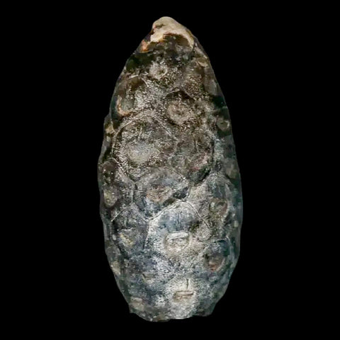 1.3 Fossil Pine Cone Equicalastrobus Replaced By Agate Eocene Age Seeds Fruit - Fossil Age Minerals