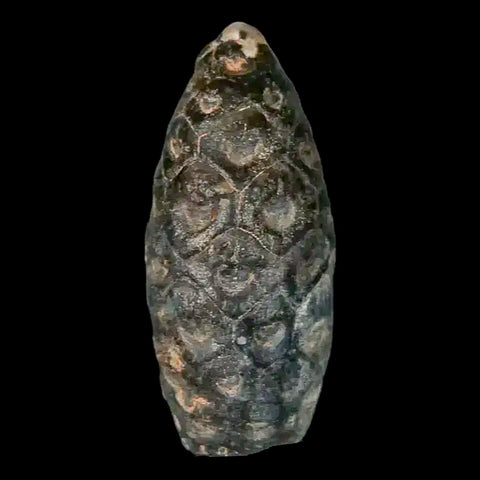 1.3 Fossil Pine Cone Equicalastrobus Replaced By Agate Eocene Age Seeds Fruit - Fossil Age Minerals