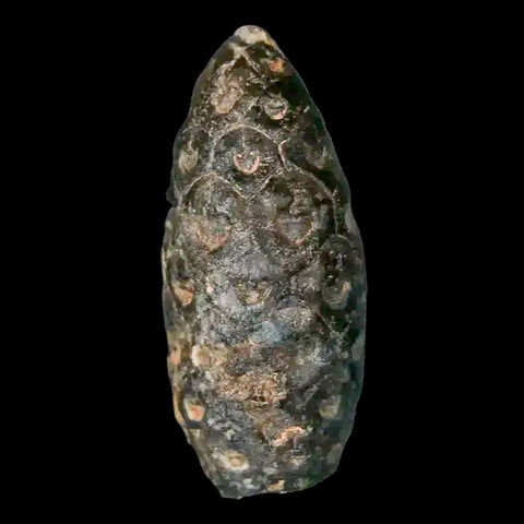 1.3 Fossil Pine Cone Equicalastrobus Replaced By Agate Eocene Age Seeds Fruit - Fossil Age Minerals