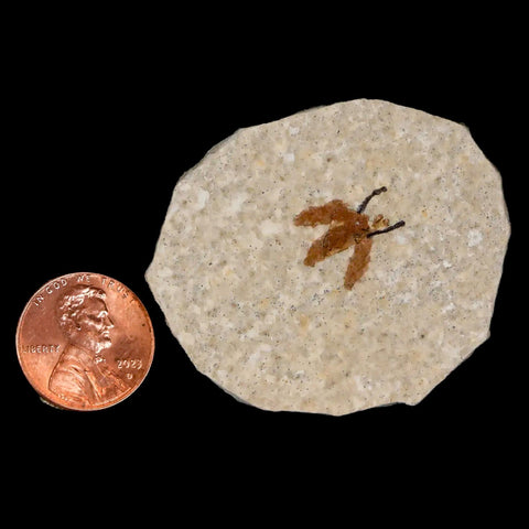 0.6" Detailed Fossil March Fly Insect Green River FM Uintah County UT Eocene Age - Fossil Age Minerals