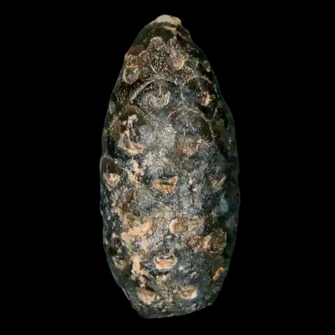 1.3 Fossil Pine Cone Equicalastrobus Replaced By Agate Eocene Age Seeds Fruit - Fossil Age Minerals