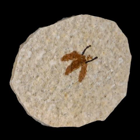 0.6" Detailed Fossil March Fly Insect Green River FM Uintah County UT Eocene Age - Fossil Age Minerals