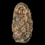 1.3 Fossil Pine Cone Equicalastrobus Replaced By Agate Eocene Age Seeds Fruit