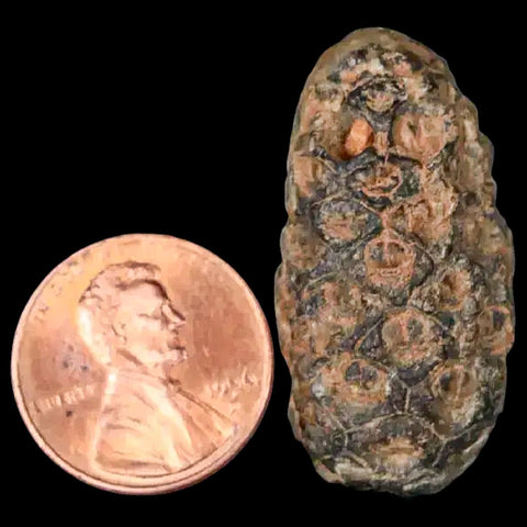 1.3 Fossil Pine Cone Equicalastrobus Replaced By Agate Eocene Age Seeds Fruit - Fossil Age Minerals