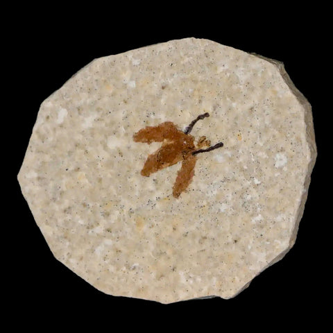 0.6" Detailed Fossil March Fly Insect Green River FM Uintah County UT Eocene Age - Fossil Age Minerals