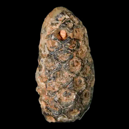 1.3 Fossil Pine Cone Equicalastrobus Replaced By Agate Eocene Age Seeds Fruit