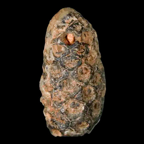 1.3 Fossil Pine Cone Equicalastrobus Replaced By Agate Eocene Age Seeds Fruit - Fossil Age Minerals