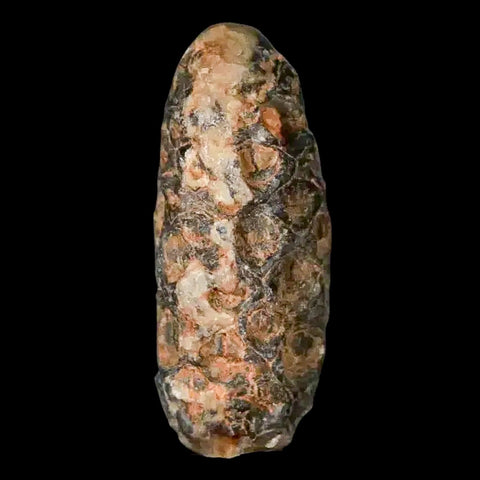 1.3 Fossil Pine Cone Equicalastrobus Replaced By Agate Eocene Age Seeds Fruit - Fossil Age Minerals