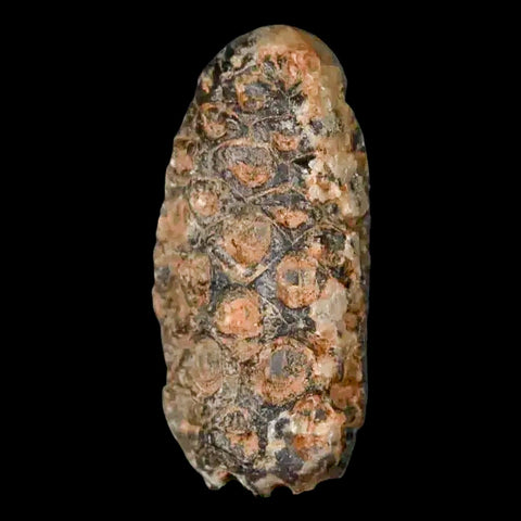 1.3 Fossil Pine Cone Equicalastrobus Replaced By Agate Eocene Age Seeds Fruit - Fossil Age Minerals