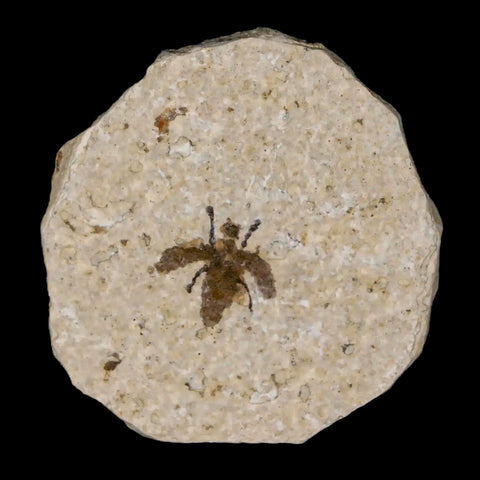 0.5" Detailed Fossil March Fly Insect Green River FM Uintah County UT Eocene Age - Fossil Age Minerals