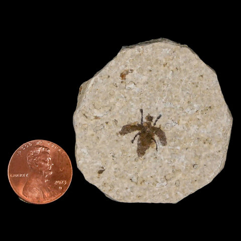 0.5" Detailed Fossil March Fly Insect Green River FM Uintah County UT Eocene Age - Fossil Age Minerals