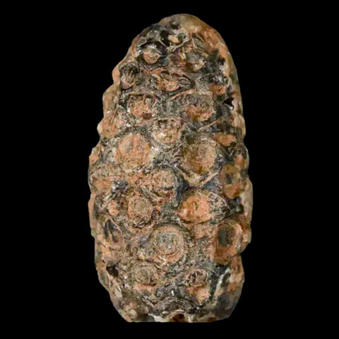 1.3 Fossil Pine Cone Equicalastrobus Replaced By Agate Eocene Age Seeds Fruit - Fossil Age Minerals