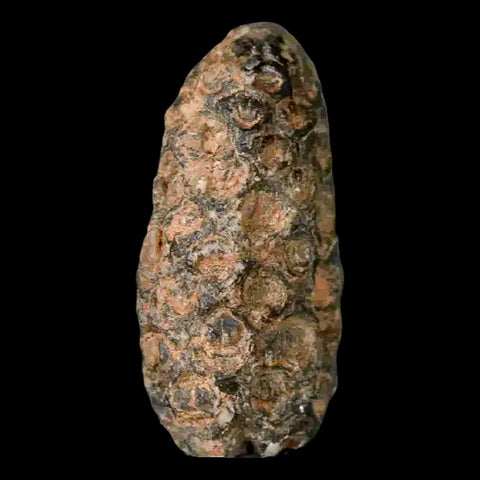 1.3 Fossil Pine Cone Equicalastrobus Replaced By Agate Eocene Age Seeds Fruit - Fossil Age Minerals