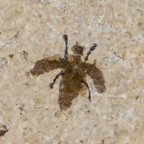 0.5" Detailed Fossil March Fly Insect Green River FM Uintah County UT Eocene Age - Fossil Age Minerals