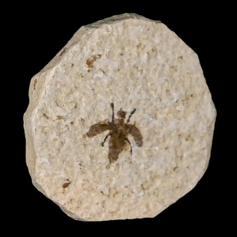 0.5" Detailed Fossil March Fly Insect Green River FM Uintah County UT Eocene Age - Fossil Age Minerals