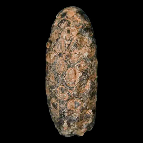 1.3 Fossil Pine Cone Equicalastrobus Replaced By Agate Eocene Age Seeds Fruit - Fossil Age Minerals