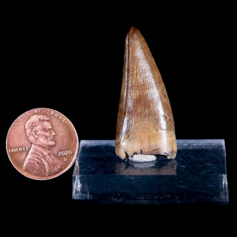 1.4" Tyrannosaur Fossil Premax Tooth Cretaceous Dinosaur Judith River FM MT COA - Fossil Age Minerals