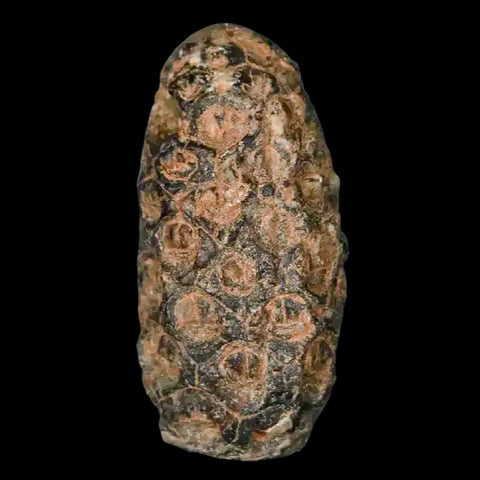 1.3 Fossil Pine Cone Equicalastrobus Replaced By Agate Eocene Age Seeds Fruit - Fossil Age Minerals