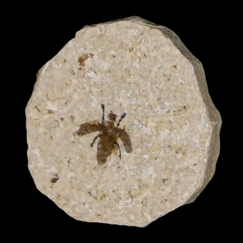 0.5" Detailed Fossil March Fly Insect Green River FM Uintah County UT Eocene Age - Fossil Age Minerals