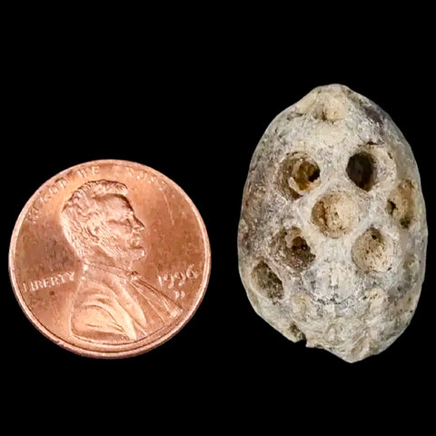 1" Fossil Pine Cone Equicalastrobus Replaced By Agate Eocene Age Seeds Fruit - Fossil Age Minerals