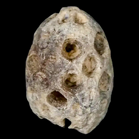 1" Fossil Pine Cone Equicalastrobus Replaced By Agate Eocene Age Seeds Fruit