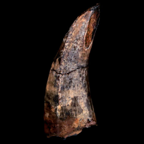 1.5" Tyrannosaur Fossil Premax Tooth Cretaceous Dinosaur Judith River FM MT COA - Fossil Age Minerals