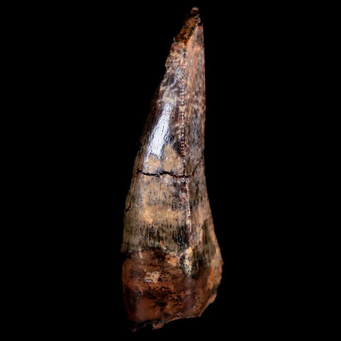 1.5" Tyrannosaur Fossil Premax Tooth Cretaceous Dinosaur Judith River FM MT COA - Fossil Age Minerals
