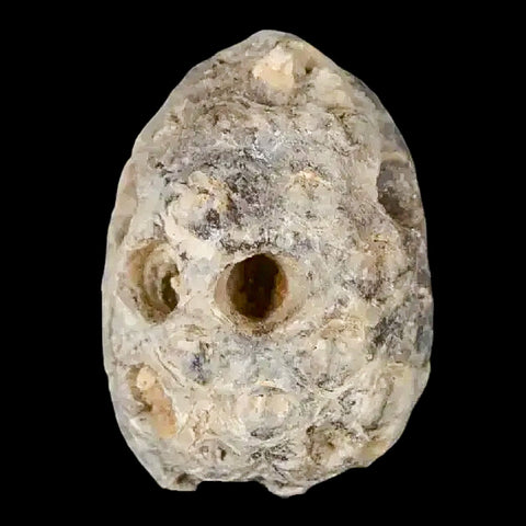 1" Fossil Pine Cone Equicalastrobus Replaced By Agate Eocene Age Seeds Fruit - Fossil Age Minerals