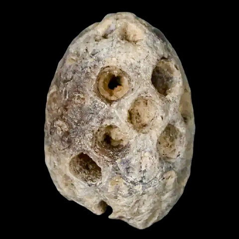 1" Fossil Pine Cone Equicalastrobus Replaced By Agate Eocene Age Seeds Fruit - Fossil Age Minerals