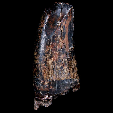 1.6" Tyrannosaur Fossil Premax Tooth Cretaceous Dinosaur Judith River FM MT COA - Fossil Age Minerals
