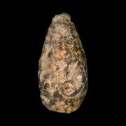 1.3" Fossil Pine Cone Equicalastrobus Replaced By Agate Eocene Age Seeds Fruit