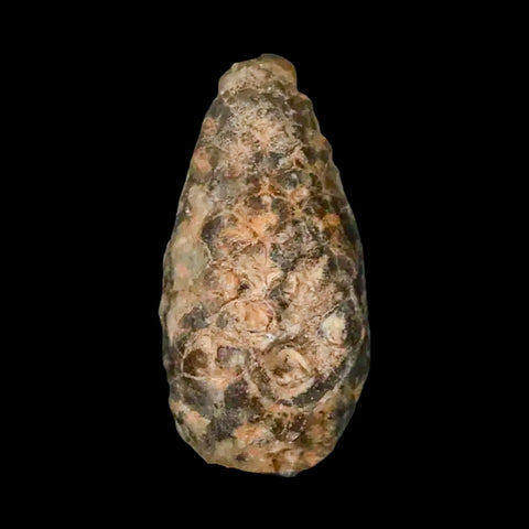 1.3" Fossil Pine Cone Equicalastrobus Replaced By Agate Eocene Age Seeds Fruit - Fossil Age Minerals