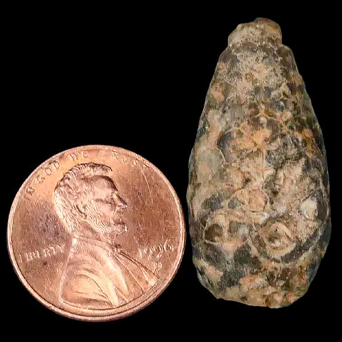 1.3" Fossil Pine Cone Equicalastrobus Replaced By Agate Eocene Age Seeds Fruit - Fossil Age Minerals