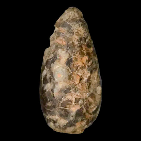 1.3" Fossil Pine Cone Equicalastrobus Replaced By Agate Eocene Age Seeds Fruit