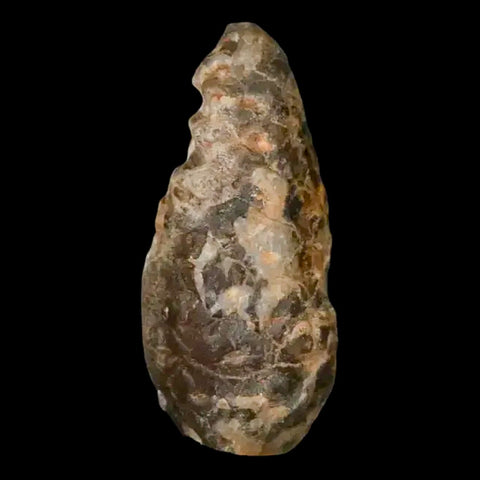 1.3" Fossil Pine Cone Equicalastrobus Replaced By Agate Eocene Age Seeds Fruit - Fossil Age Minerals