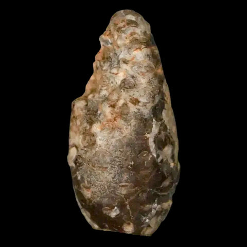 1.3" Fossil Pine Cone Equicalastrobus Replaced By Agate Eocene Age Seeds Fruit - Fossil Age Minerals