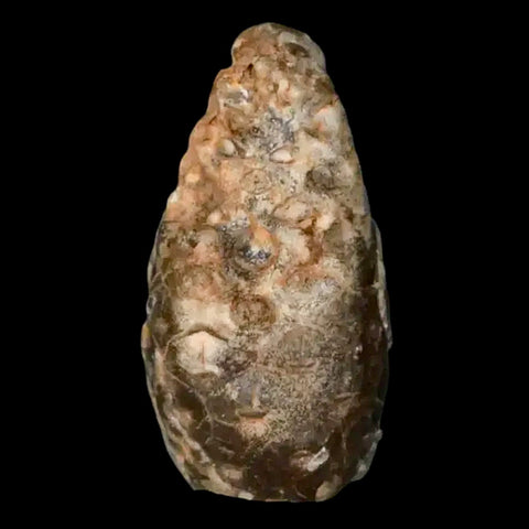 1.3" Fossil Pine Cone Equicalastrobus Replaced By Agate Eocene Age Seeds Fruit - Fossil Age Minerals