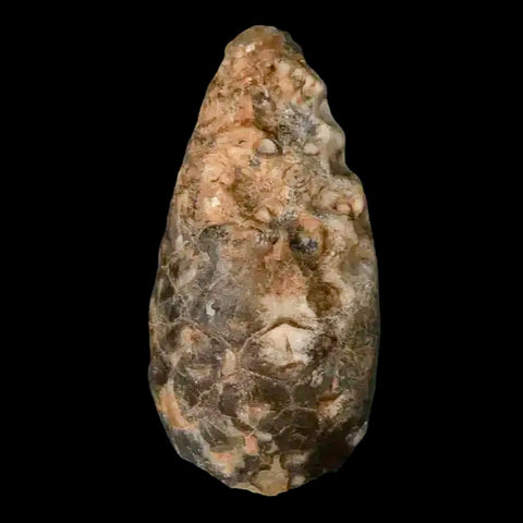 1.3" Fossil Pine Cone Equicalastrobus Replaced By Agate Eocene Age Seeds Fruit - Fossil Age Minerals