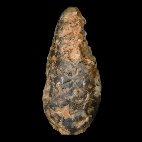 1.3" Fossil Pine Cone Equicalastrobus Replaced By Agate Eocene Age Seeds Fruit - Fossil Age Minerals