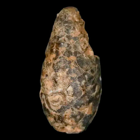 1.3" Fossil Pine Cone Equicalastrobus Replaced By Agate Eocene Age Seeds Fruit - Fossil Age Minerals