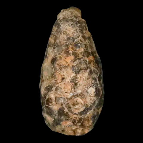 1.3" Fossil Pine Cone Equicalastrobus Replaced By Agate Eocene Age Seeds Fruit - Fossil Age Minerals