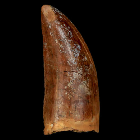 1.9" Carcharodontosaurus Fossil Tooth Cretaceous Dinosaur Morocco COA, Display