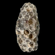 1.2" Fossil Pine Cone Equicalastrobus Replaced By Agate Eocene Age Seeds Fruit