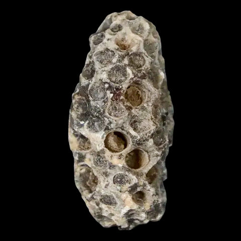 1.2" Fossil Pine Cone Equicalastrobus Replaced By Agate Eocene Age Seeds Fruit - Fossil Age Minerals