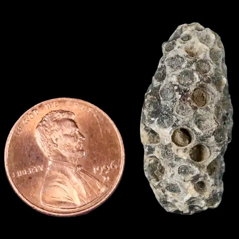 1.2" Fossil Pine Cone Equicalastrobus Replaced By Agate Eocene Age Seeds Fruit - Fossil Age Minerals